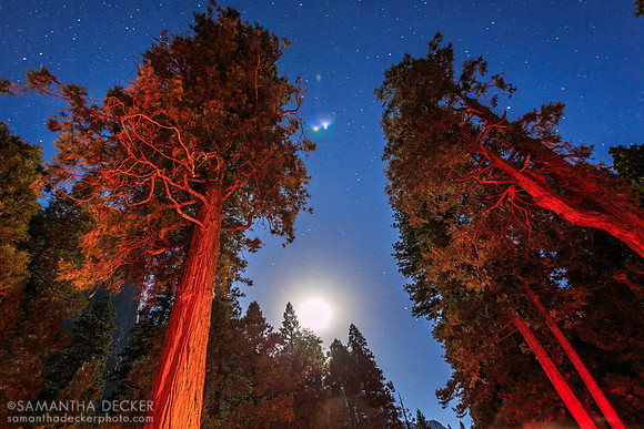 Yosemite Valley Trees, Yosemite National Park