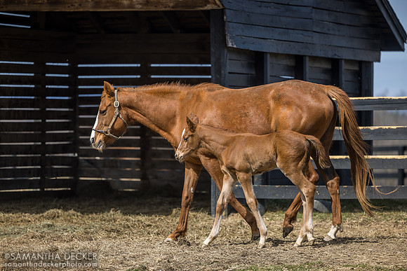 filly o/o Evening Primrose at 13 days old