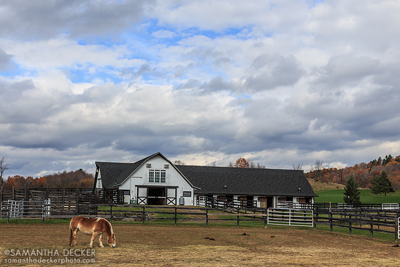A Calm Fall Day at Equine Advocates