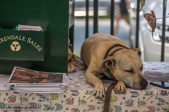 Ocala the dog, 2025