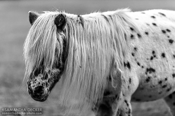 Matt the Pony, Equine Advocates, Chatham, NY