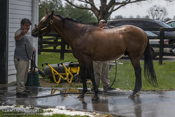 Goldencents, Spendthrift Farm