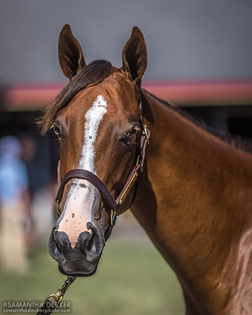 Yearling at Fasig Tipton
