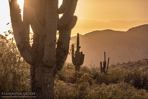 Saguaro Sunset, Mesa, Arizona