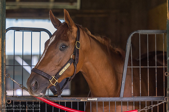 Trail of Gold, Donk Barn