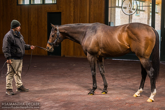 Cogburn, WinStar Farm, Versailles, KY