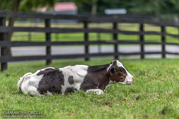 Mill Creek Farm