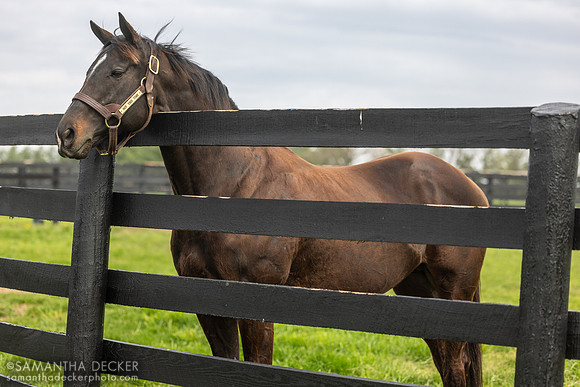 Not This Time, Taylor Made Farm, Nicholasville