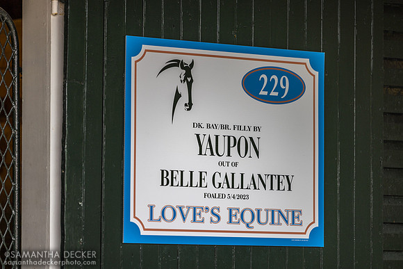 Yaupon filly o/o Belle Gallantey