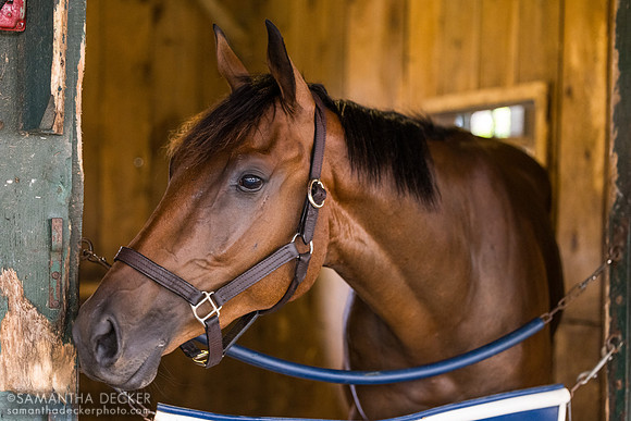 Calvin's Ride, John Terranova barn