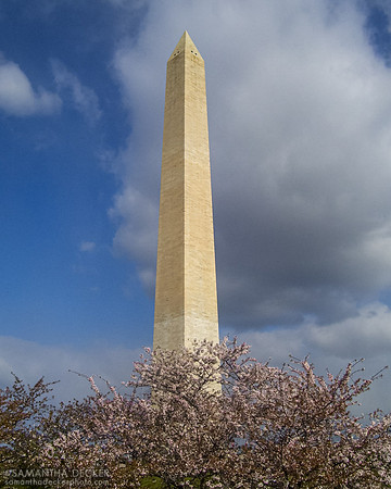 The Washington Monument and Cherry Blossoms, 2007