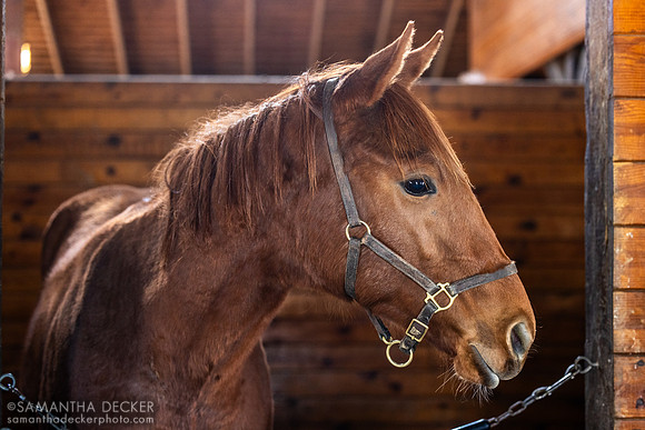 2024 Jackie's Warrior colt out of Sassy Sienna, Thirty Year Farm