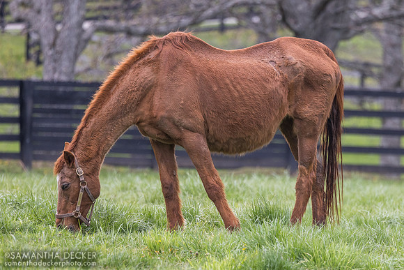 Gainsborough Farm, Versailles, KY