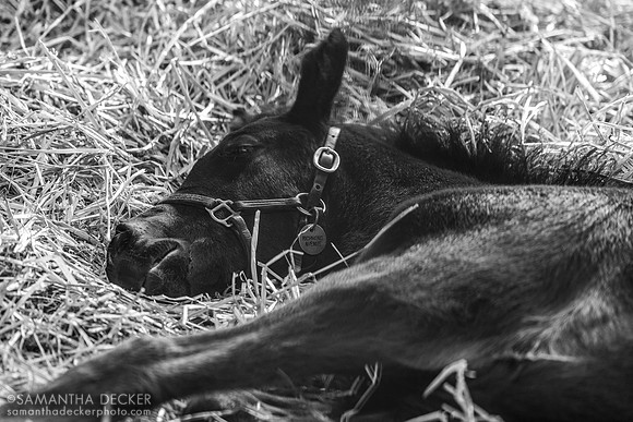 2025 Triple Time - Richmond Avenue filly, Gainsborough Farm, Versailles, KY, 2025