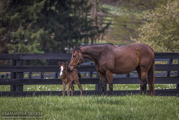Lady Lawyer and Her 2023 colt by Kitten's Joy, Gainsborough Farm, Versailles, KY