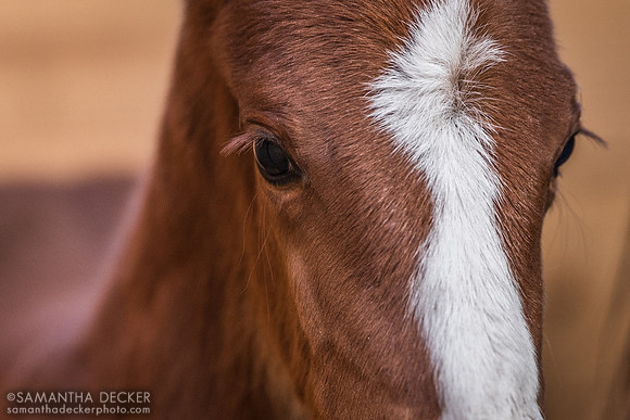 Added Unto You 24 (Central Banker colt)