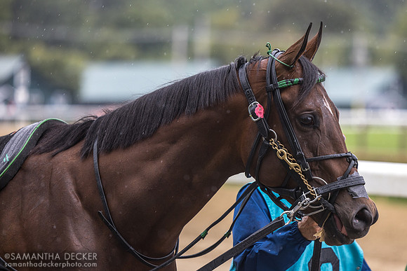 Brightwork, winner of the Prioress