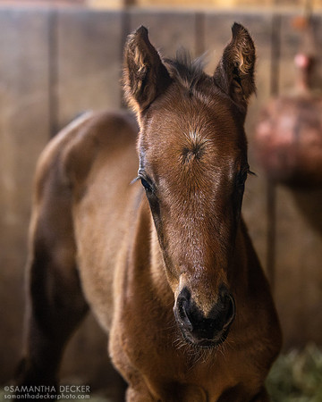 2025 Arcangelo colt out of All Dressed Up