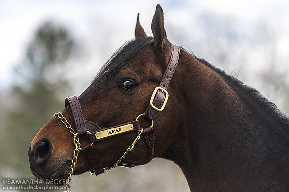 Messier at Rockridge Stud, 2025