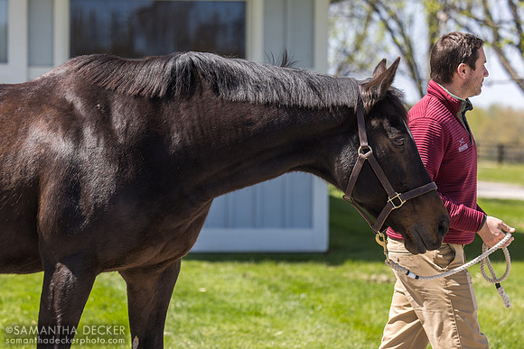 Charles Campbell and Rachel Alexandra, Stonestreet Farm, Lexington