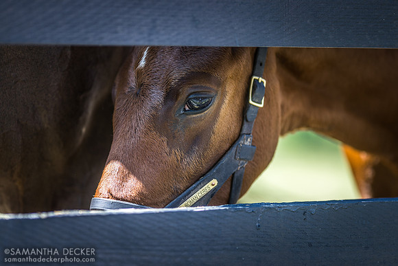 Old Tavern Farm, Saratoga Springs, NY