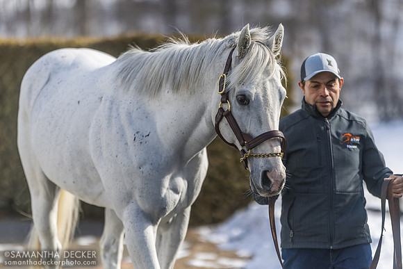 Disco Partner at Rockridge Stud, 2025