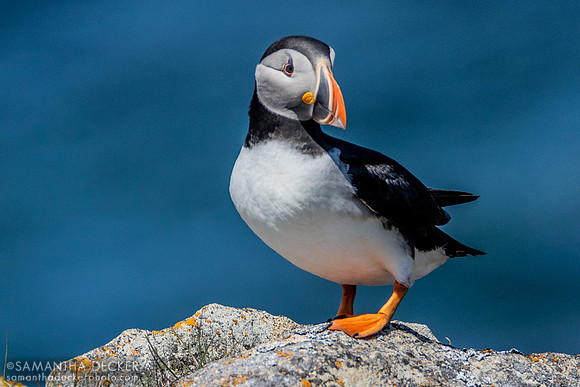 Puffin, Elliston, Newfoundland