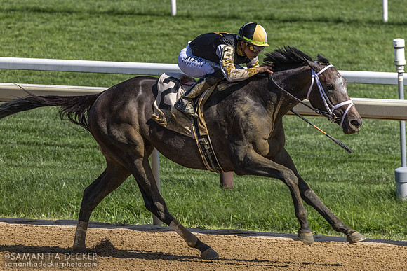 Showcase wins the Saratoga Special S.