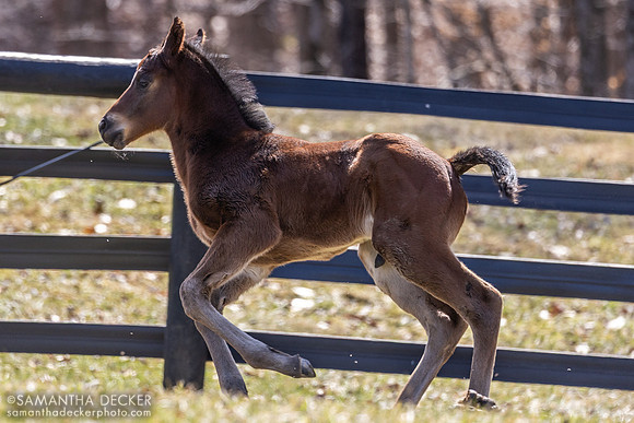 2025 Good Magic Colt out of Walking Miracle, Thirty Year Farm, Saratoga Springs, NY