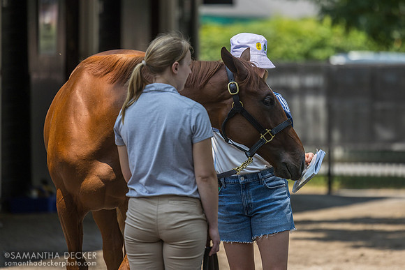 2024 Flightline - Georgie's Angel filly, 2025