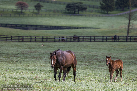 Smarmy and her 2025 Girvin colt, Denali Stud, Paris, KY