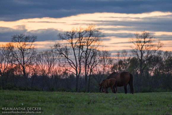 Denali Stud, Paris, KY