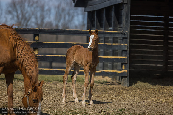 filly o/o Evening Primrose at 13 days old