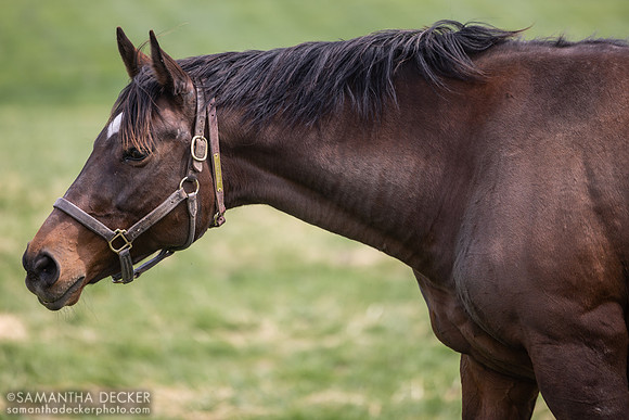 Folklore, Taylor Made Farm, Nicholasville