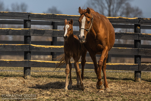 Evening Primrose and her 2025 Taiba filly, Thirty Year Farm, Saratoga Springs, NY