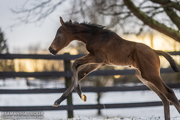 312 as a foal