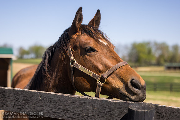 Bold and Bossy, Old Friends, Georgetown, KY, 2025