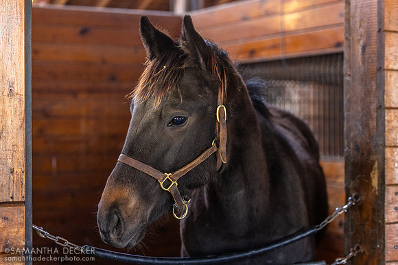 2024 Nyquist colt out of Heavenly Score, Thirty Year Farm