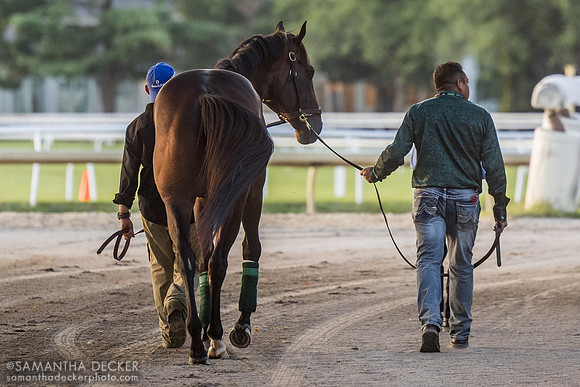 Sovereignty heads back to the barn after winning the 2025 Travers