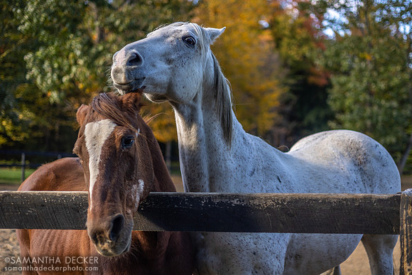 Patrick and Be Bullish, Old Friends at Cabin Creek, Greenfield, NY, 2022