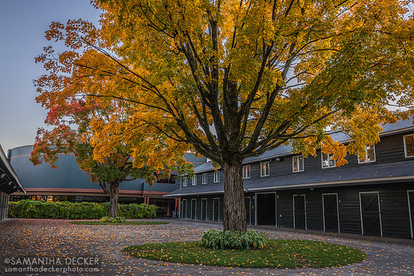 Fasig Tipton