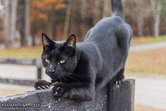 Rudy the Barn Panther