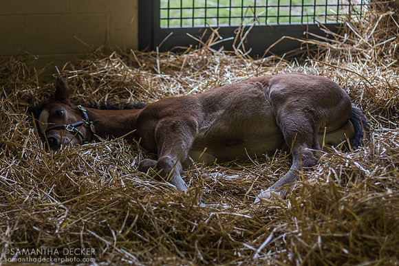 2025 Medaglia d'Oro - Jane Grey filly (Sovereignty's niece), Gainsborough Farm, Versailles, KY