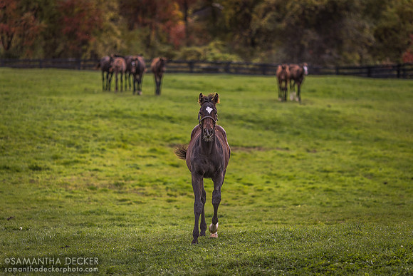 Weanlings at Old Tavern Farm