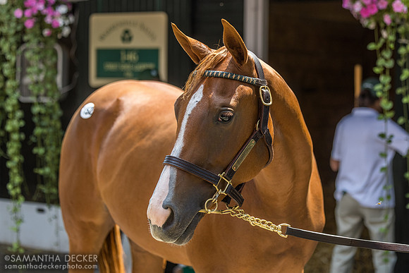 Lunch (2024 Jackie's Warrior - Martini filly), 2025