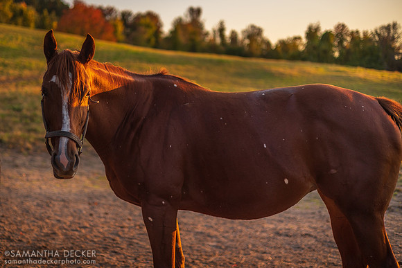 Miss Munnings, Mahoney Eden Manor