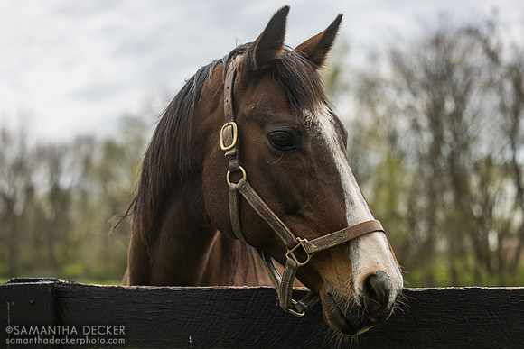 My Assets, Gainsborough Farm, Versailles, KY