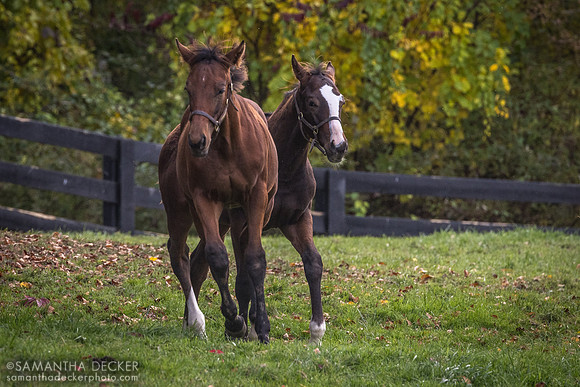 Weanlings at Old Tavern Farm