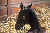 2025 Hard Spun colt out of Nonsensical