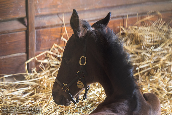 2025 Hard Spun colt out of Nonsensical